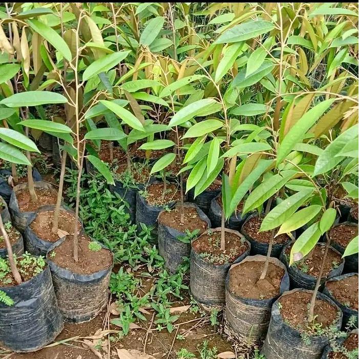 Digazsin_ Bibit Durian Musangking Okalasi Bibit Durian Musangking Super