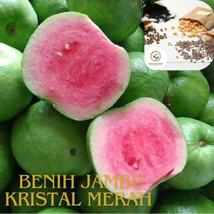 Benih Tanaman Jambu Kristal Merah Tanpa Biji Super Premium Dengan Kualitas Terbaik ( Bbt Jambu