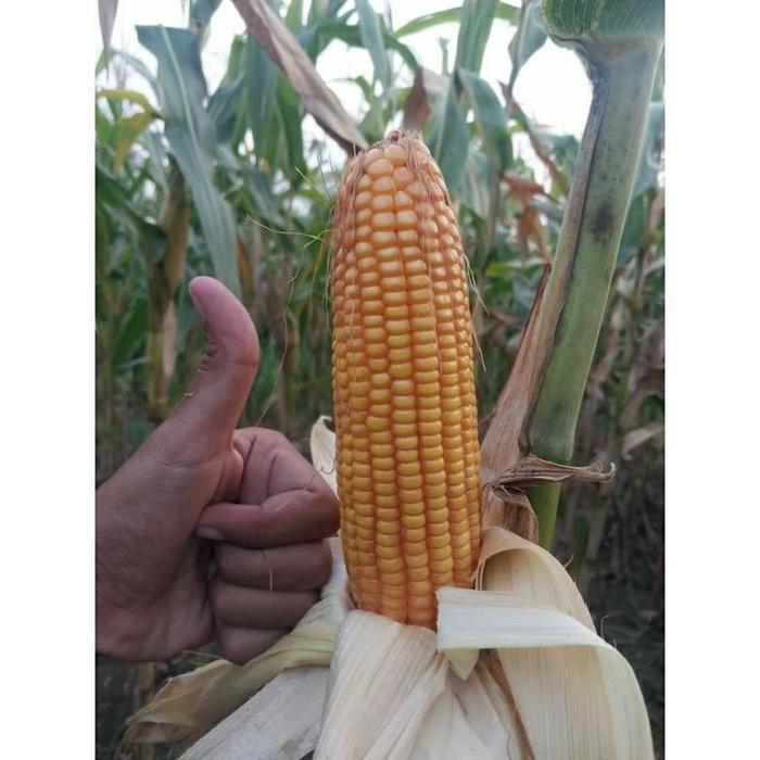 Thejaguar1 Benih Jagung Perkasa 1 Kg Benih Jagung Hibrida Nk 6172 Perkasa 1Kg Benih Jagung Super