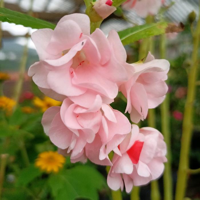 Mantabetul 100 Benih Bunga Pacar Air Tumpuk Softpink Rose Balsamina