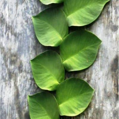 Diskon tanaman Dollar rambat (climbing dollar)