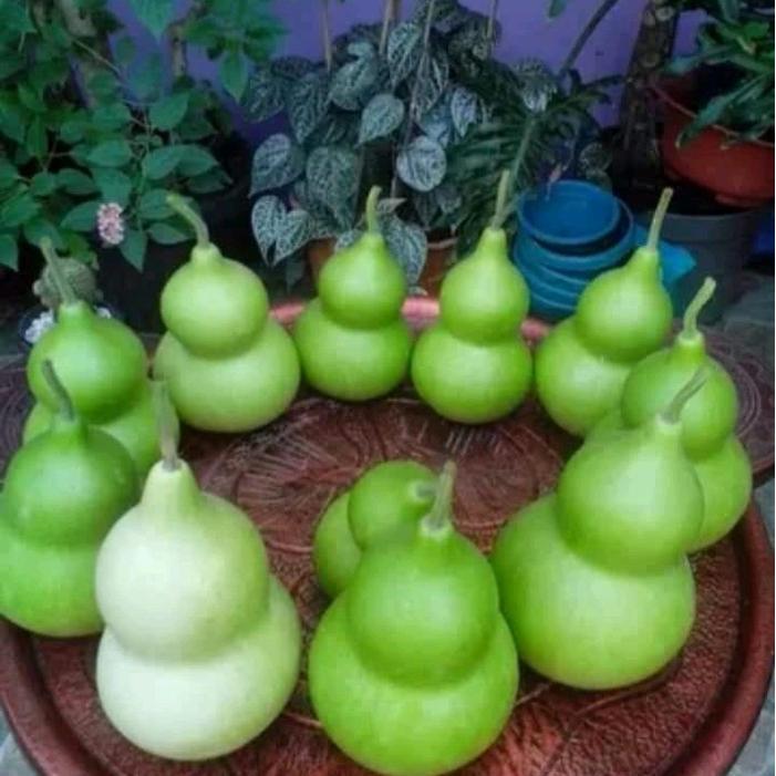 Mantabetul 50 Biji Benih Labu Botol / Labu Kendi