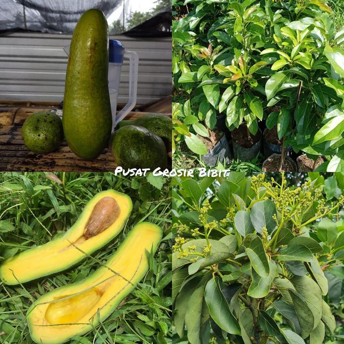 Bibit Alpukat Kelud Tinggi 1 Meter Up Batang Besar