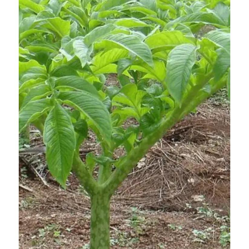 Mrono_Mrene Pupuk Booster Porang 1 Kilogram Media Tanam Benih Dan Bibit Porang 1000Gr Pemacu