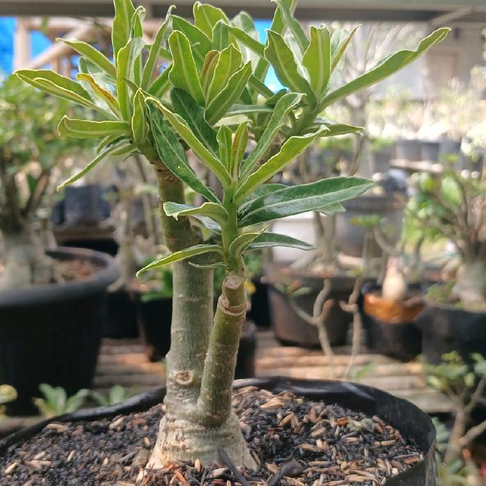 Mantabetul Adenium Benih Pohon Bunga