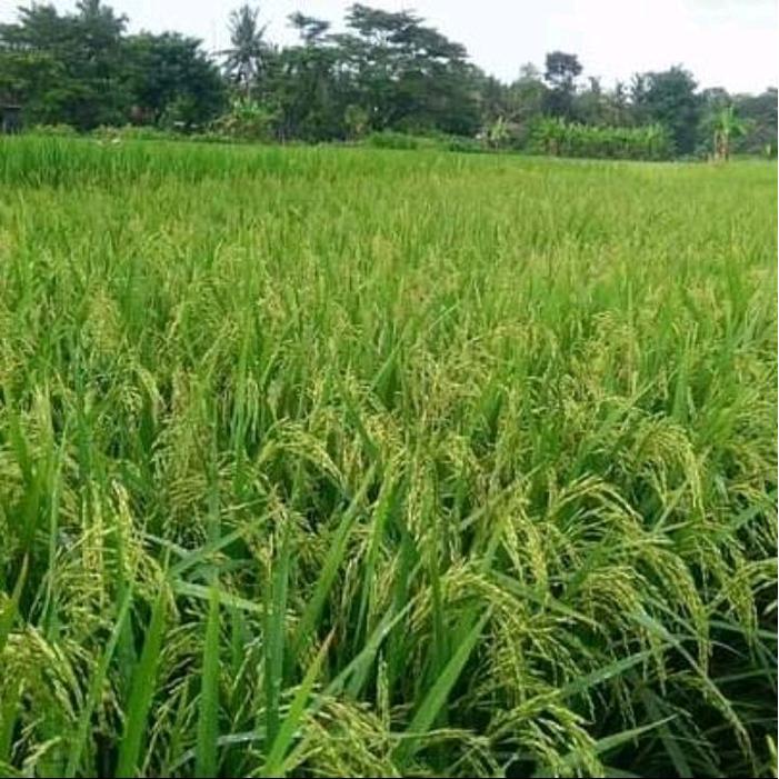 Mantabetul Benih Padi Sr P08 Super Genjah 5Kg