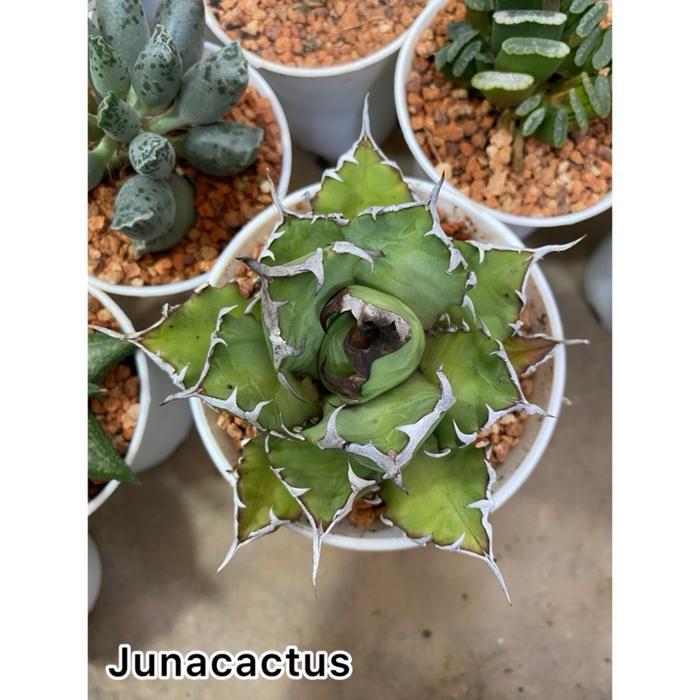 Digazsin_ Agave_ Agave Titanota Kyoto