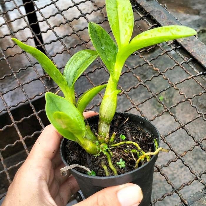 Mantabetul Tanaman Hias Anggrek Dendrobium Keriting // Anggrek Dendrobium Siap Berbunga