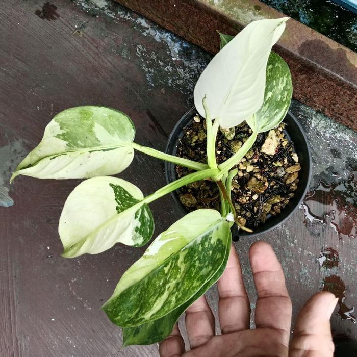 Lubis Gardening Philodendron Jose Buono Variegata / Josebuono / Josse Buono