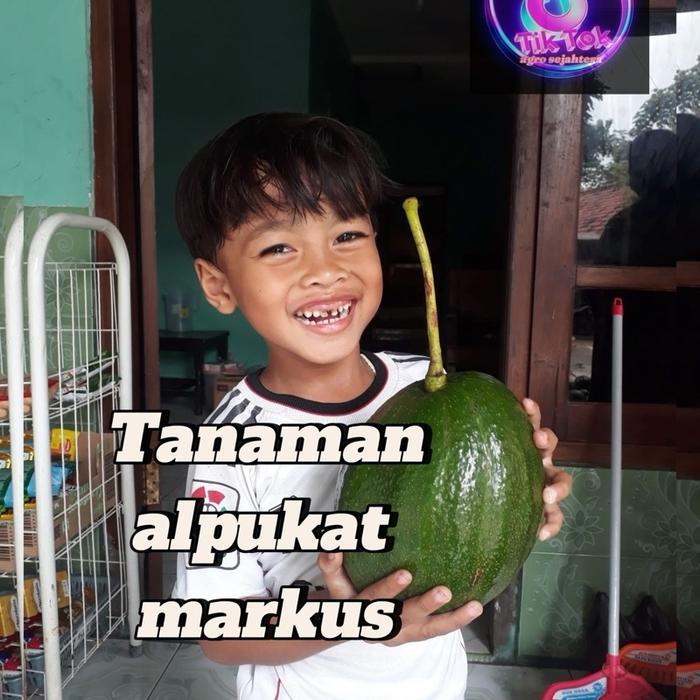 Thejaguar1 Benih Tanaman Alpukat Markus (Bbt Alpukat Kendil)