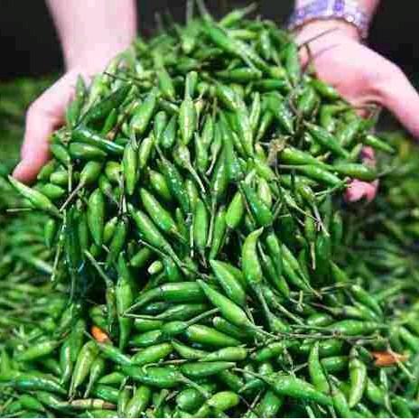 Mantabetul Biji Benih Cabe Rawit Hijau Lokal Kemasan Repack 500 Biji