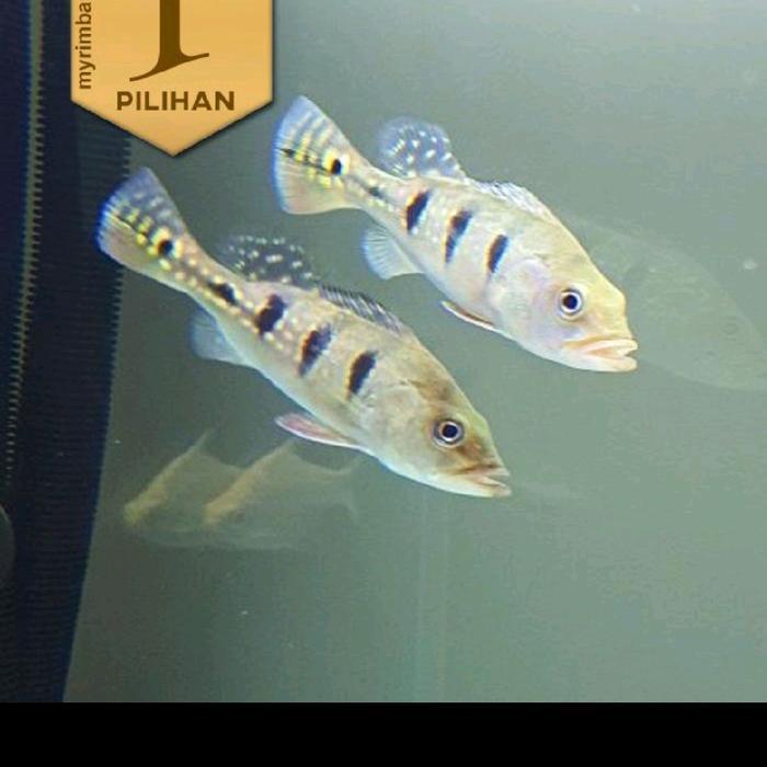 Lubis Gardening Ikan Peacock Bass Mono Pbass