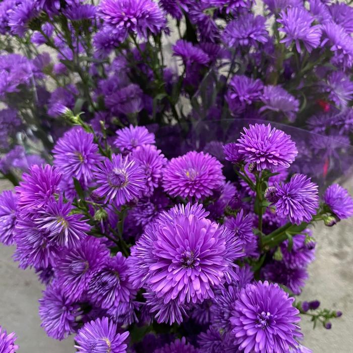 j6p4- Bunga Pikok Biru Segar / Bunga Pikok Asli Fresh