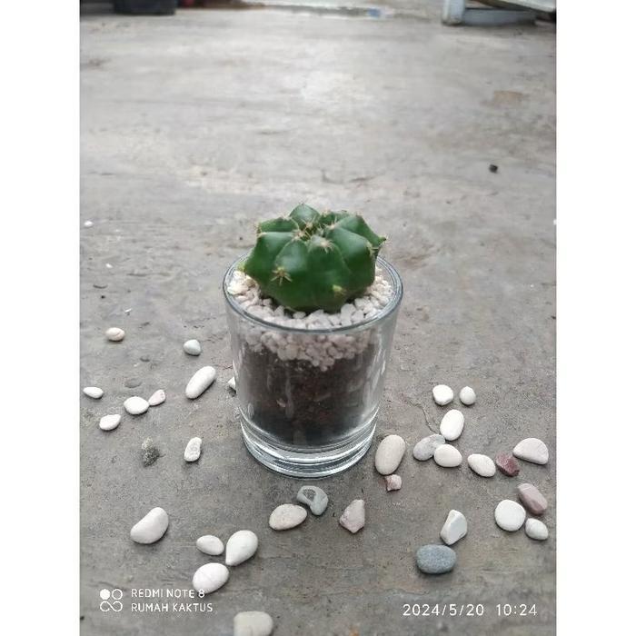 Chantelna_ Dekorasi Terarium Kaktus Sukulen Artificial Pot Kaca