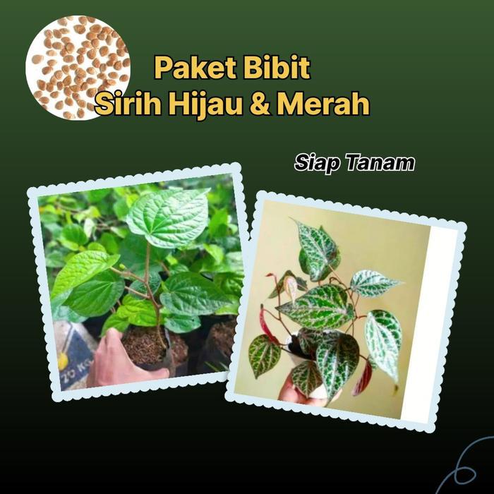 Diskon Paket 2 Benih Suroh/Sirih Berkualitas Tinggi - Merah,Hijau