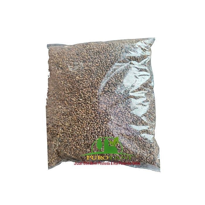 Benih Balsa Ochroma Bicolor Bibit Tanaman Kayu Balsa