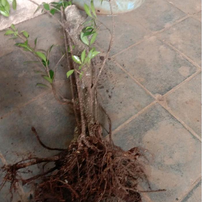 Mrono_Mrene Bonggol Kimeng Artificial Tinggi 50Cm Untuk Dekorasi Rumah Bonsai