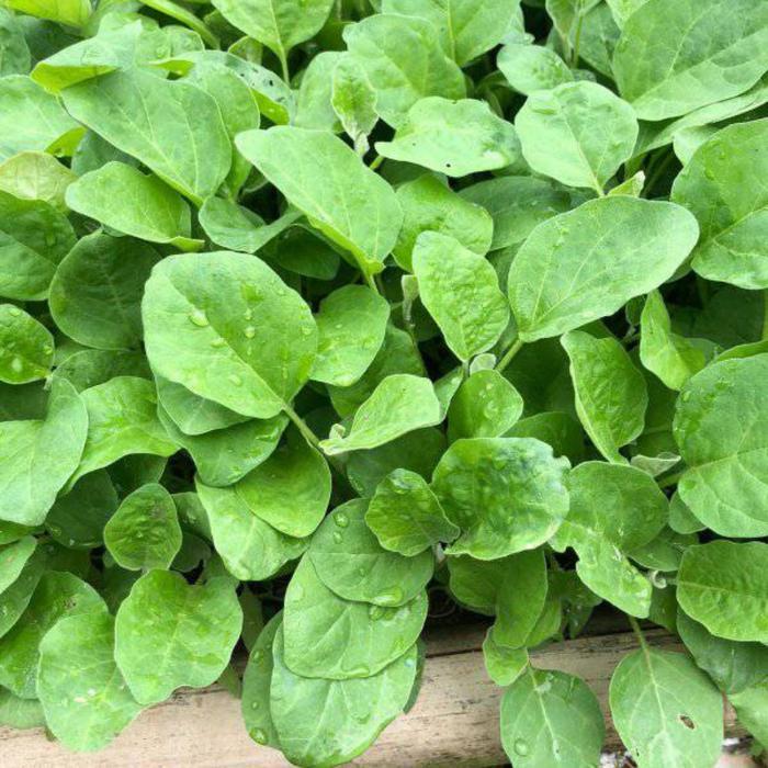 Chantelna_ 50 Bibit Terong Ungu Siap Tanam - Bibit Terong Segar Dalam Media Tanah Untuk Tanaman