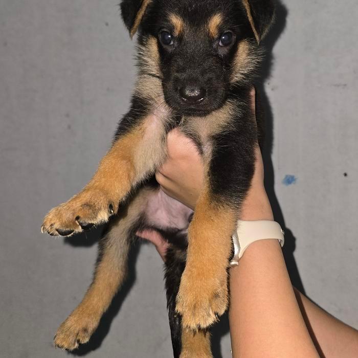 anak herder german shepherd asli