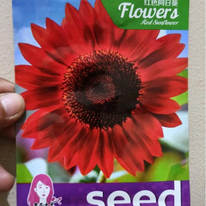 Chantelna_ Kemasan Original Biji Benih Bunga Matahari Merah Impor