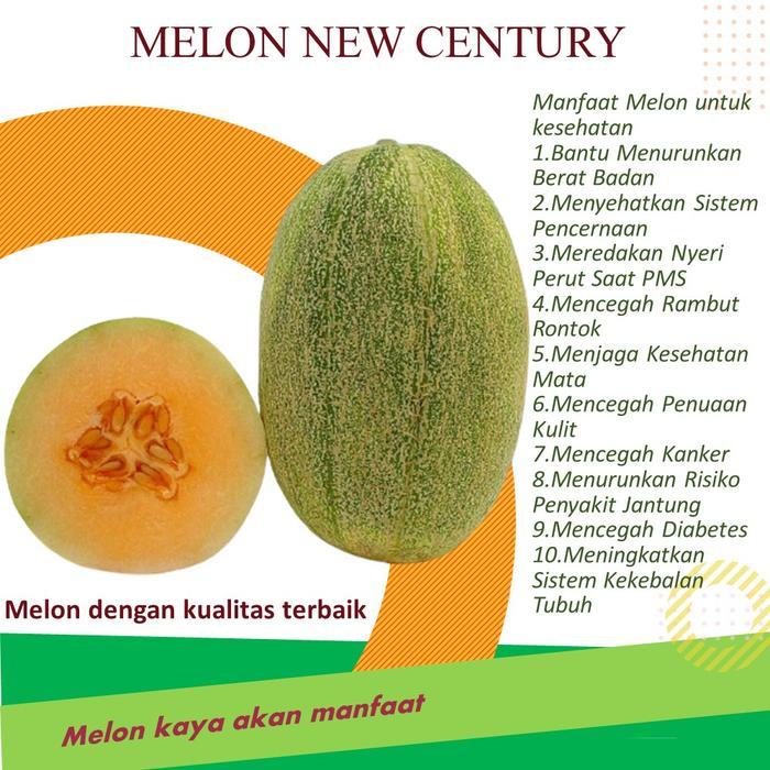 Chantelna_ Raja Indo Benih Biji Melon Century 4 Biji Melon Kys Lonjong Hami Kuning Sweet Lavender