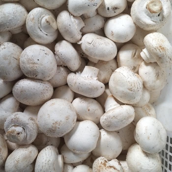 New jamur kancing fresh 1kg Mushroom