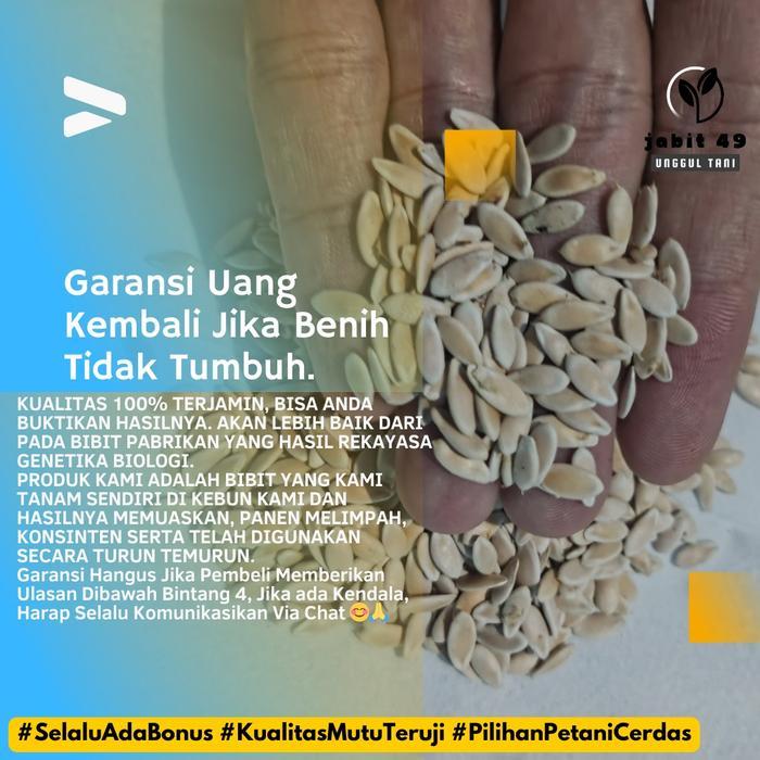 Lubis Gardening Jabit - 500 Biji Benih Timun Suri Manohara Lokal Timun Suri Putih Bibit Unggul Timun