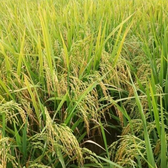 Thejaguar1 Bibit Padi Benih Padi Sr P08 Ultra Genjah 5Kg Premium