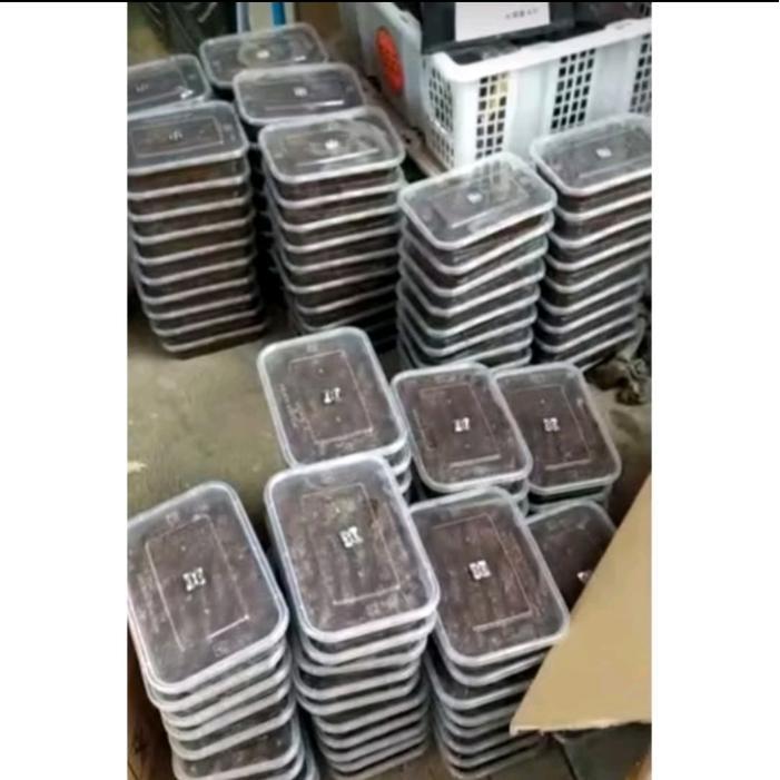 Gardening Mikha Bendingan Tanah Jailangkung Pengumpul Ikan (Galatama Lele)