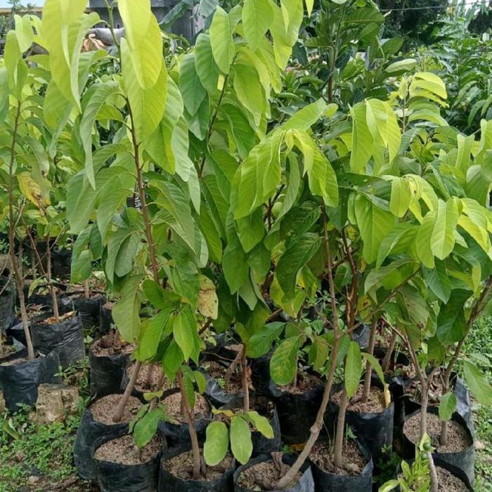 Gardening Mikha Bibit Pohon Buah Srikaya Besar - Pohon Buah Srikaya Jumbo