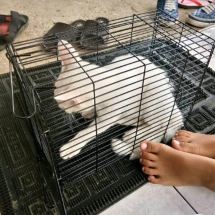 jebakan tikus besar perangkap kurungan tikus kawat baja