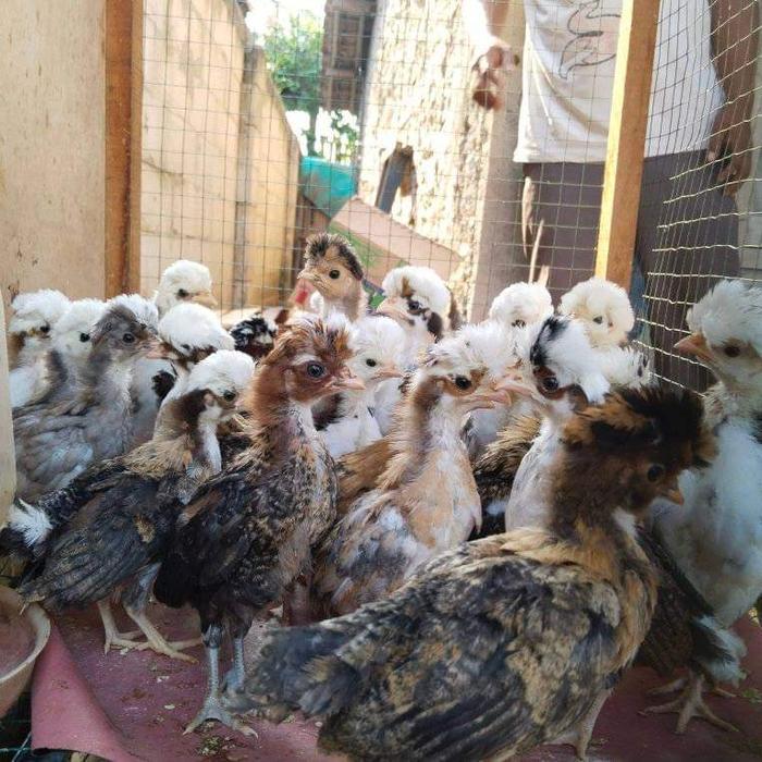 PELIHARAAN ANAK AYAM JAMBUL POLANDIA AYAM JAMBUL ORIGINAL