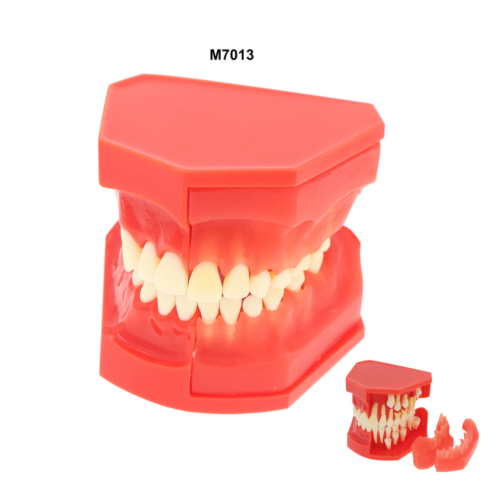 Dental Teeth Permanent Tooth Alternate Model Demo With X-ray Images