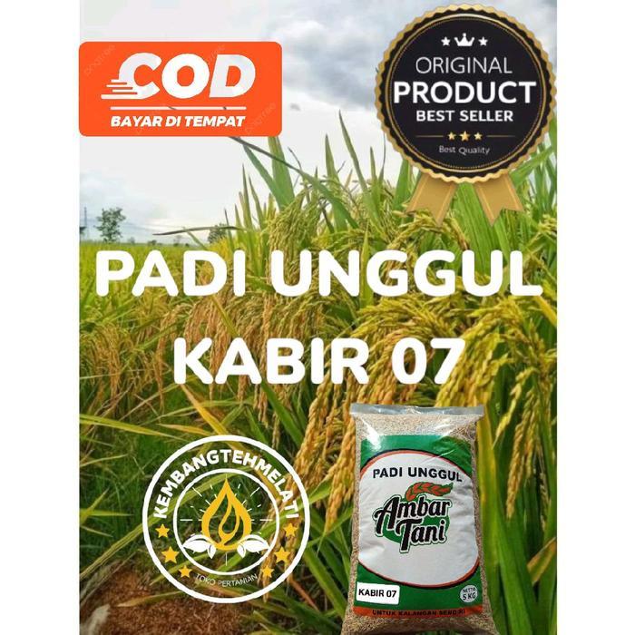 Thejaguar1 Bibit Padi Unggul Kabir 07 Kemasan 5Kg