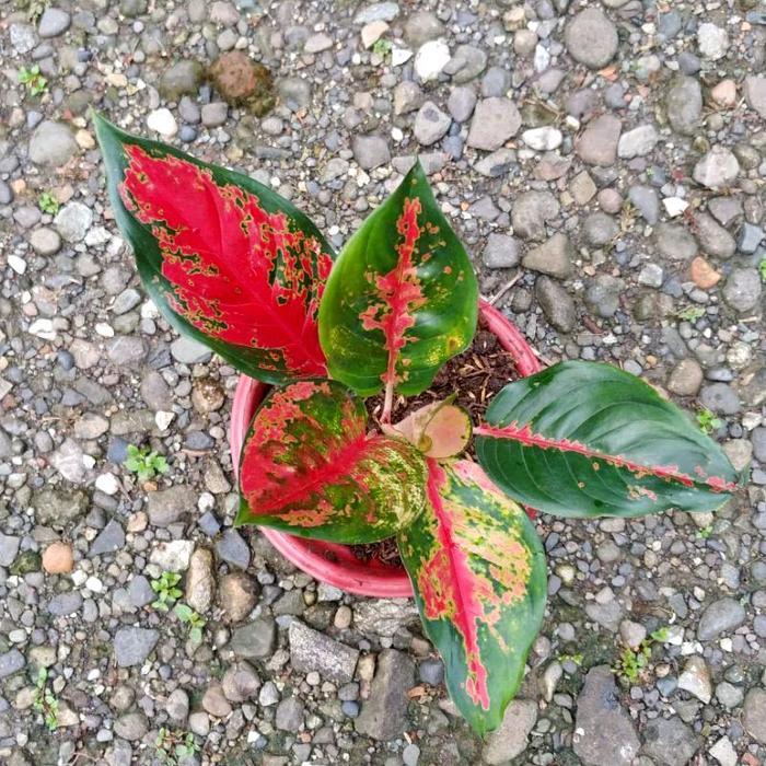 Chantelna_ Aglonema Red Kocin Tanaman Hias Aglonema Kocin Merah Kocin Tembaga