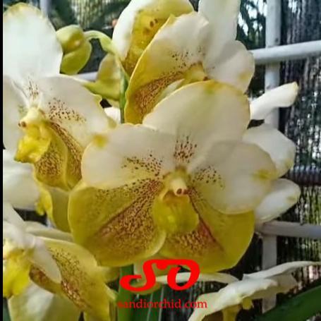 BERBUNGA Vanda Thonglorsand x Vanda Prapathom Gold