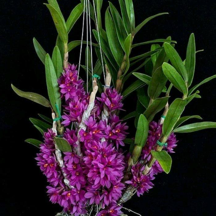 Chantelna_ Anggrek Dendrobium Hibiki Siap Berbunga