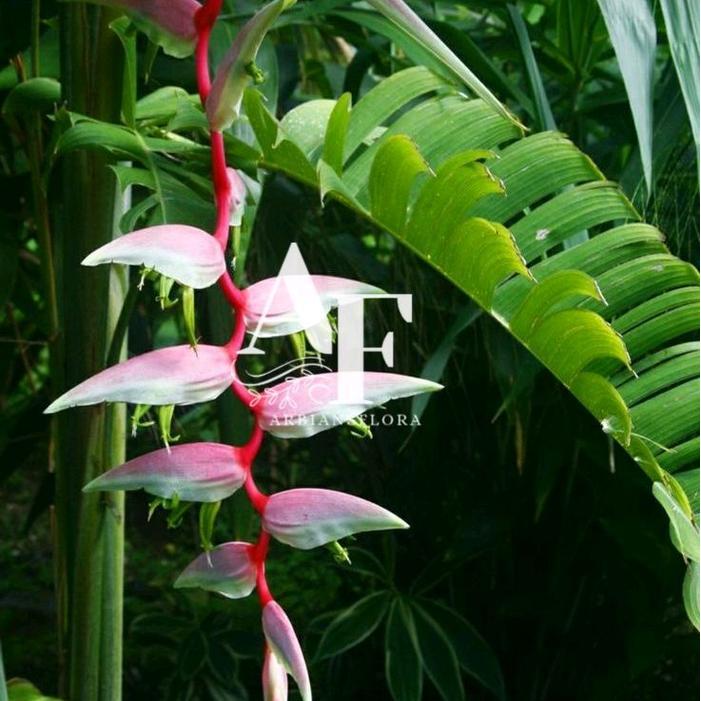 rsob- Tanaman Hias Heliconia Pink Sexy - Helikonia Bunga Pink