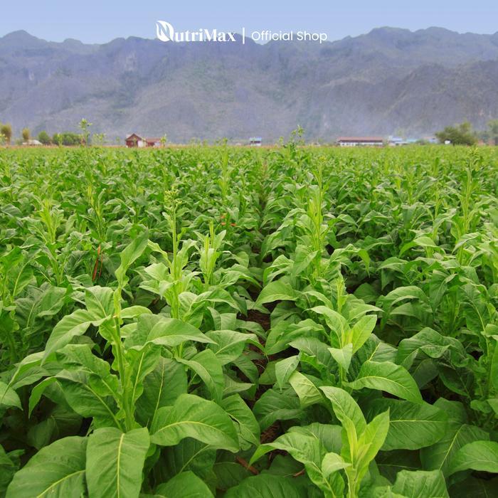 Thejaguar1 Organic Plant Booster Tembakao 1 Liter - Pupuk Organik Cair Premium Untuk Tanaman Daun