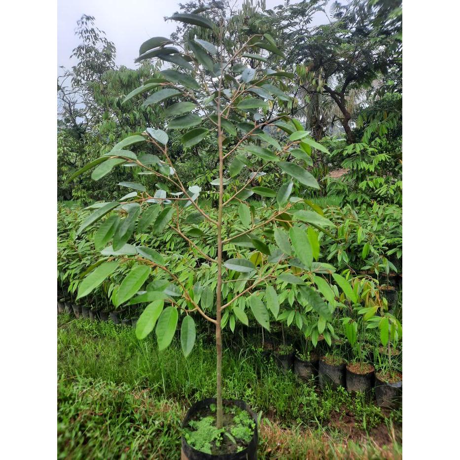 Mantabetul Bibit Durian Jenis Bawor 1.2Meter Up