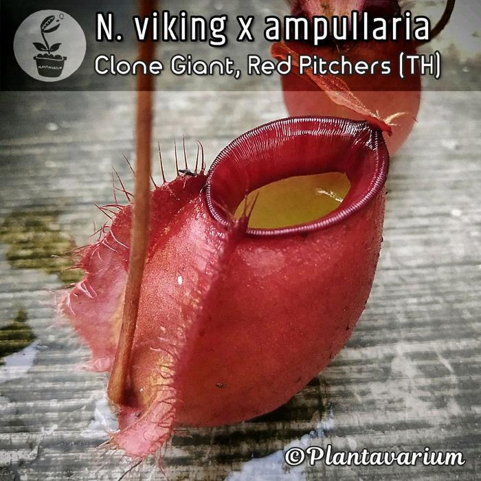 Chantelna_ Tanaman Kantong Semar Nepenthes Viking X Ampullaria Giant Red Merah