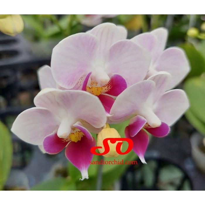 rsob- Anggrek Bulan Mini Putih Lidah Merah