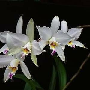 Anggrek koleksi cattleya species Laelia Ancep semi alba