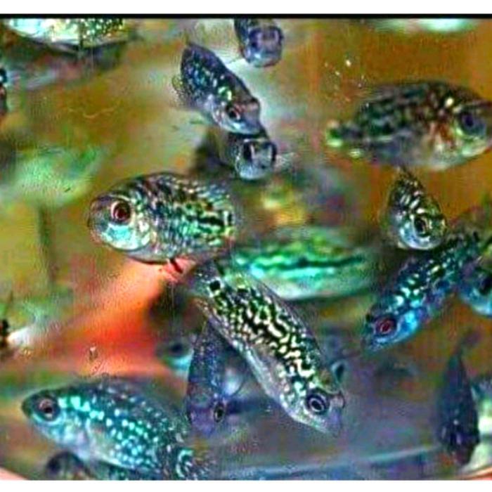 k1xp- Burayak Louhan Kamfa F2 Line Lakonte