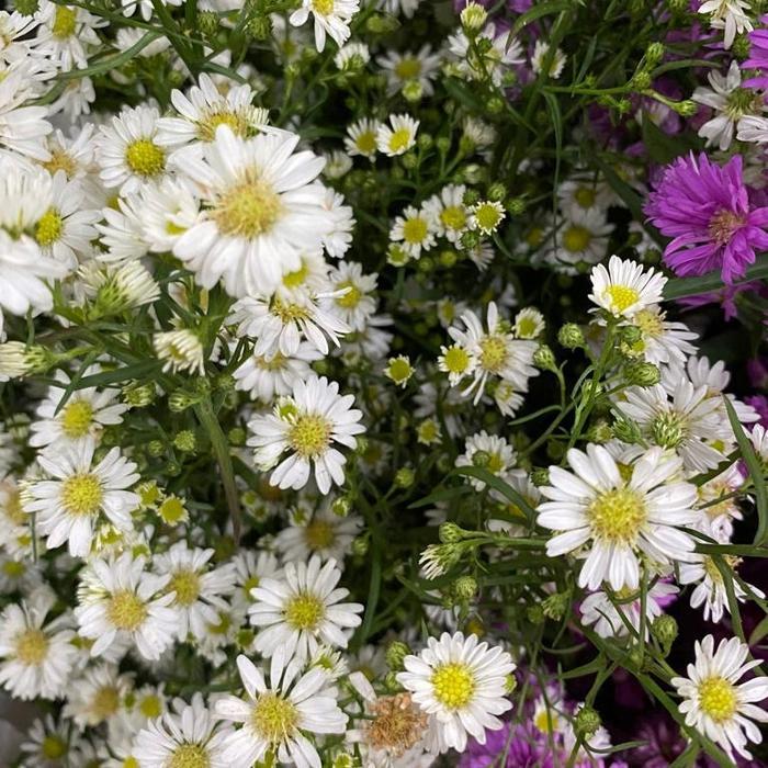 j6p4- Bunga Pikok Asli Fresh / Pikok Asli Fresh