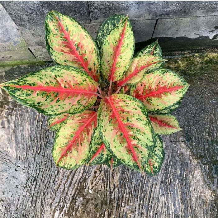 Mantabetul Tanaman Hias Aglonema Sweet Dream - Aglonema Sweet Dream