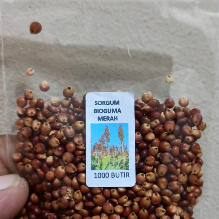 Digazsin_ Biji Benih Sorgum Merah Bioguma Unggul Siap Semai