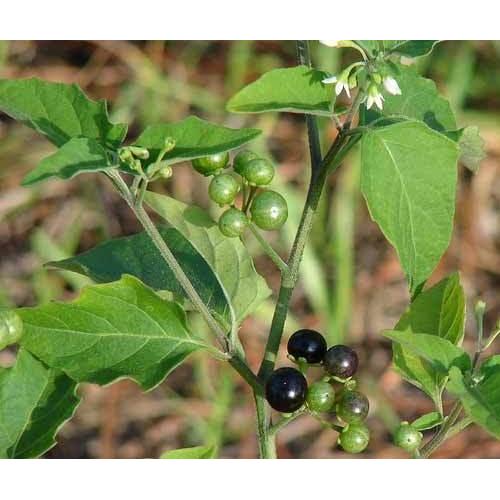 Chantelna_ Bibit Tanaman Leunca/Tanaman Leunca Lalapan