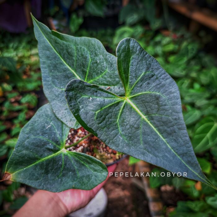 Anthurium Clarinervium X Anthurium Berriozabalense