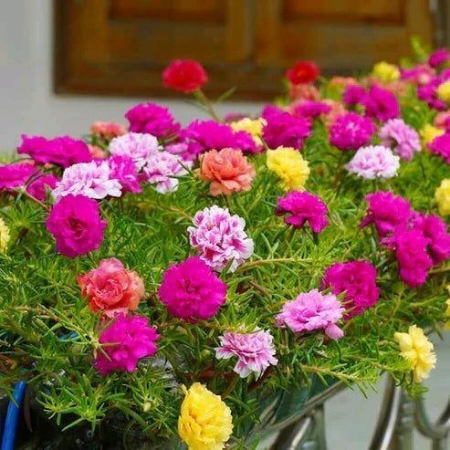 Thejaguar1 Benih Moss Rose Isi Ratusan Biji - Warna Merah, Ungu, Kuning, Putih, Dan Pink Bunga